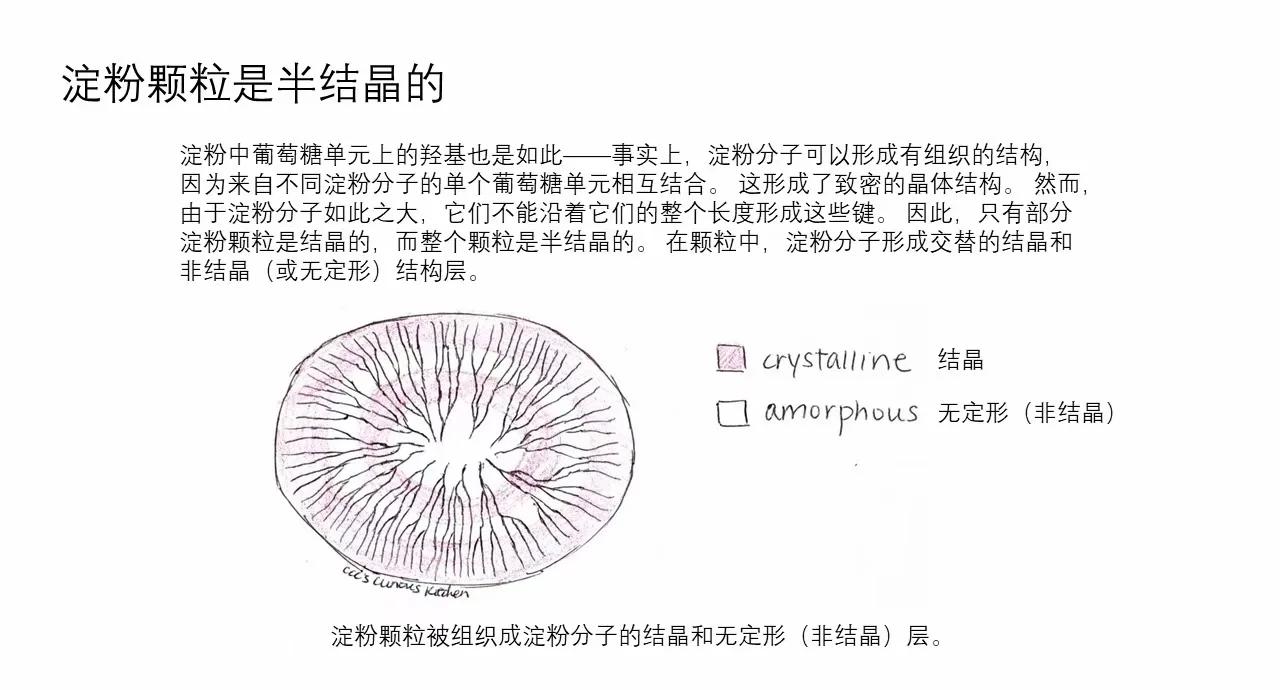 土豆淀粉层切片观察
