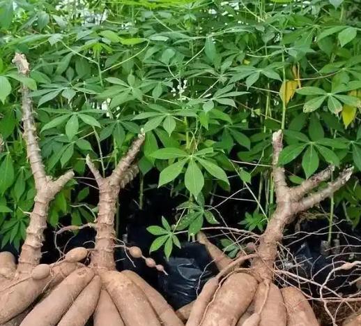 木薯到底有没有毒